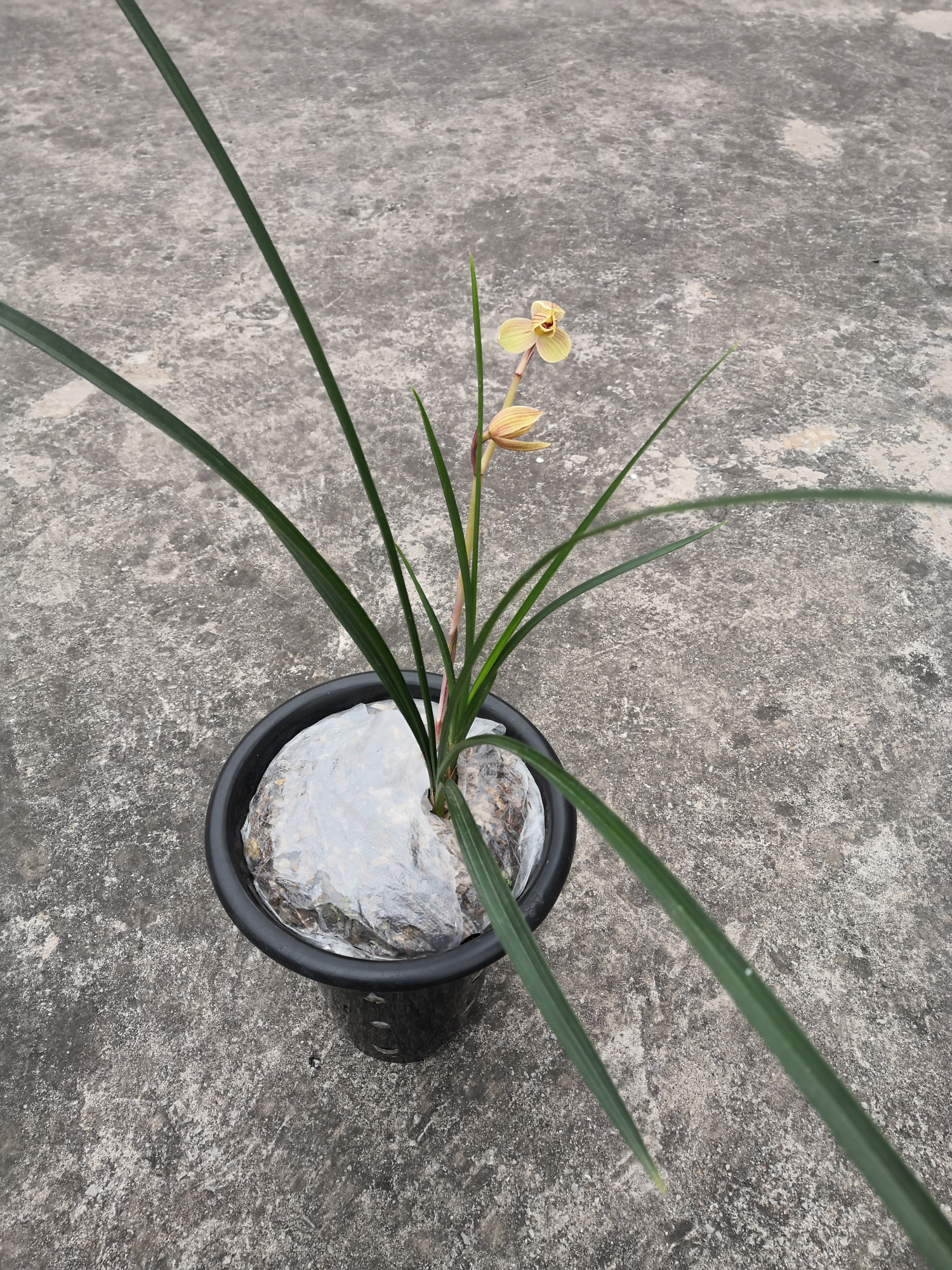 莲瓣兰甸阳金荷的真实开品,很多新兰友都没见过,贵气十足