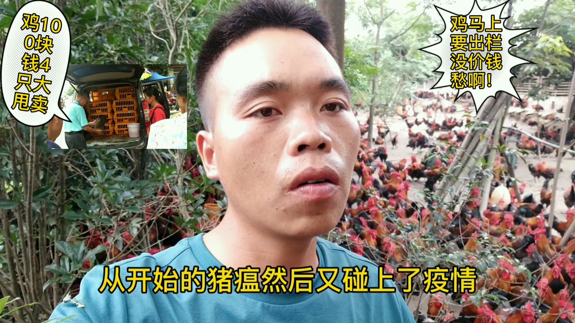 小吴养殖今年疫情的冲击,鸡的行情一落千丈100块钱四只愁啊!