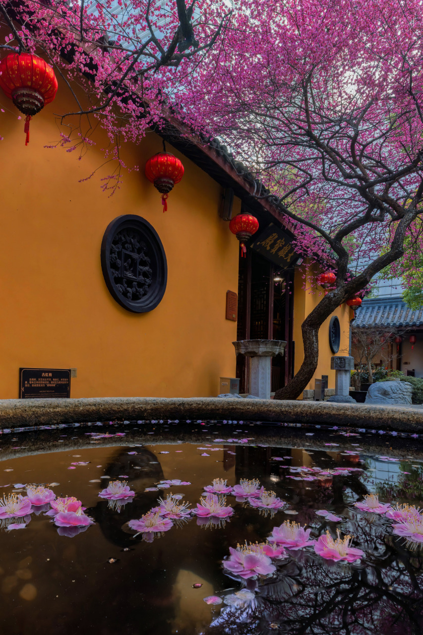 湖州铁佛寺,这树花开得好妖艳