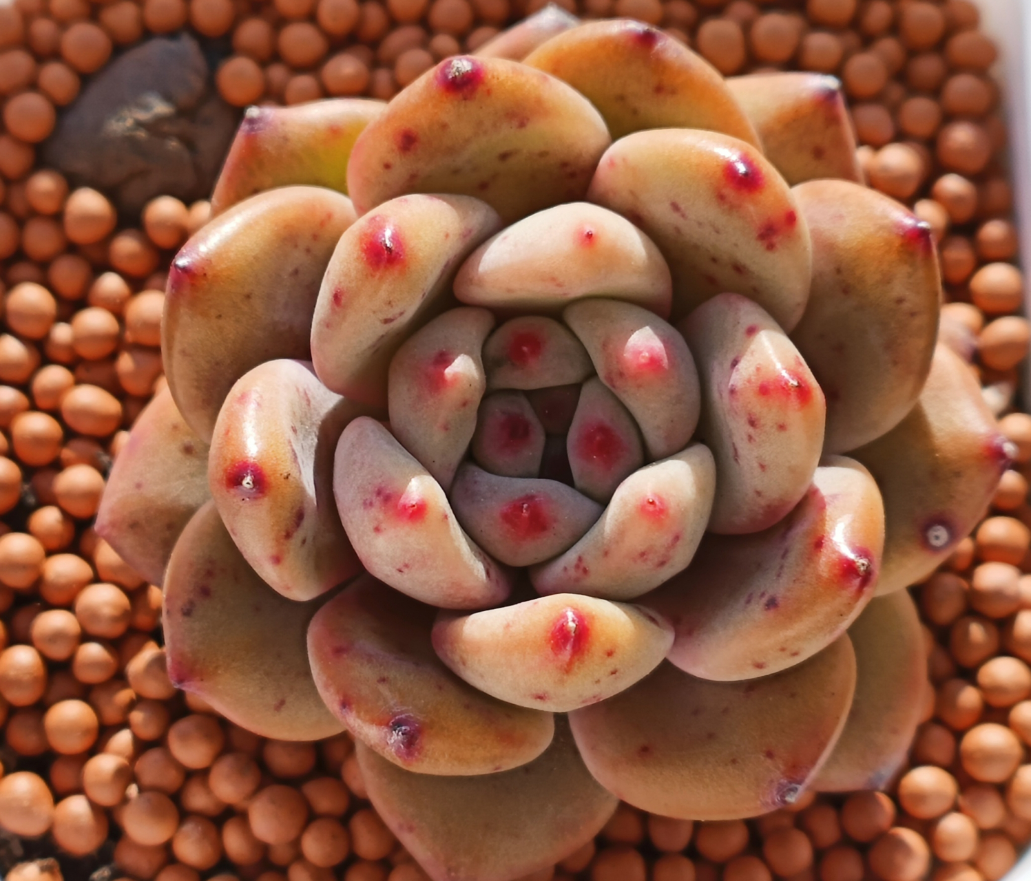 图一小浣熊,暗纹怪多肉,比较好养.