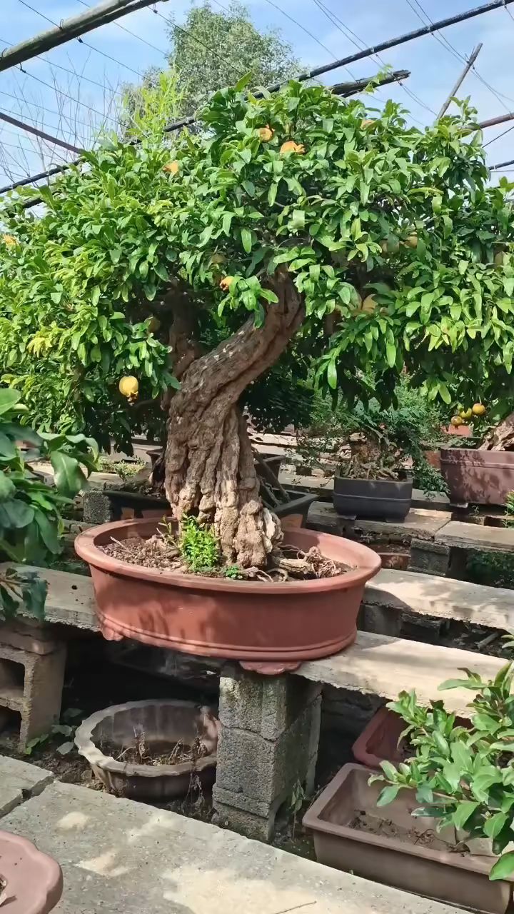 冰糖白玉石榴盆景作品欣赏.