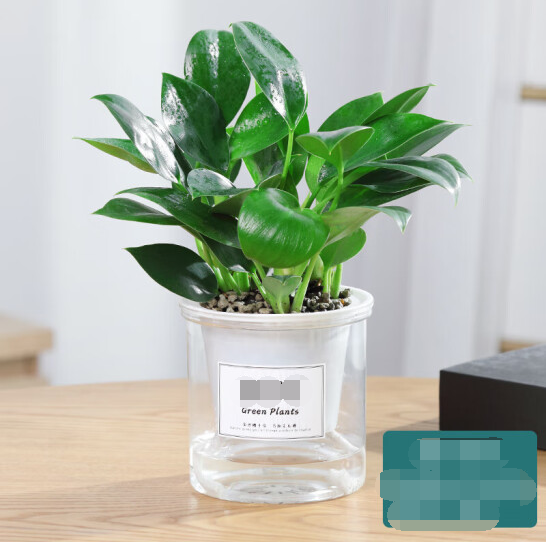 金钻养殖方法,让你拥有常绿植物