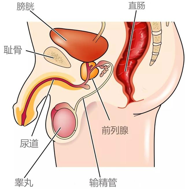 人妖的生殖器