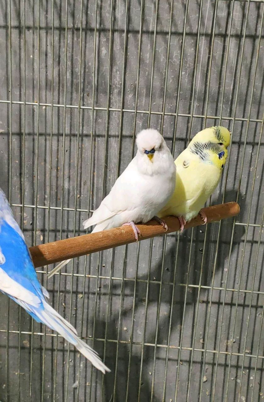 最爱的白黑眼虎皮鹦鹉,依旧威风凛凛啊!