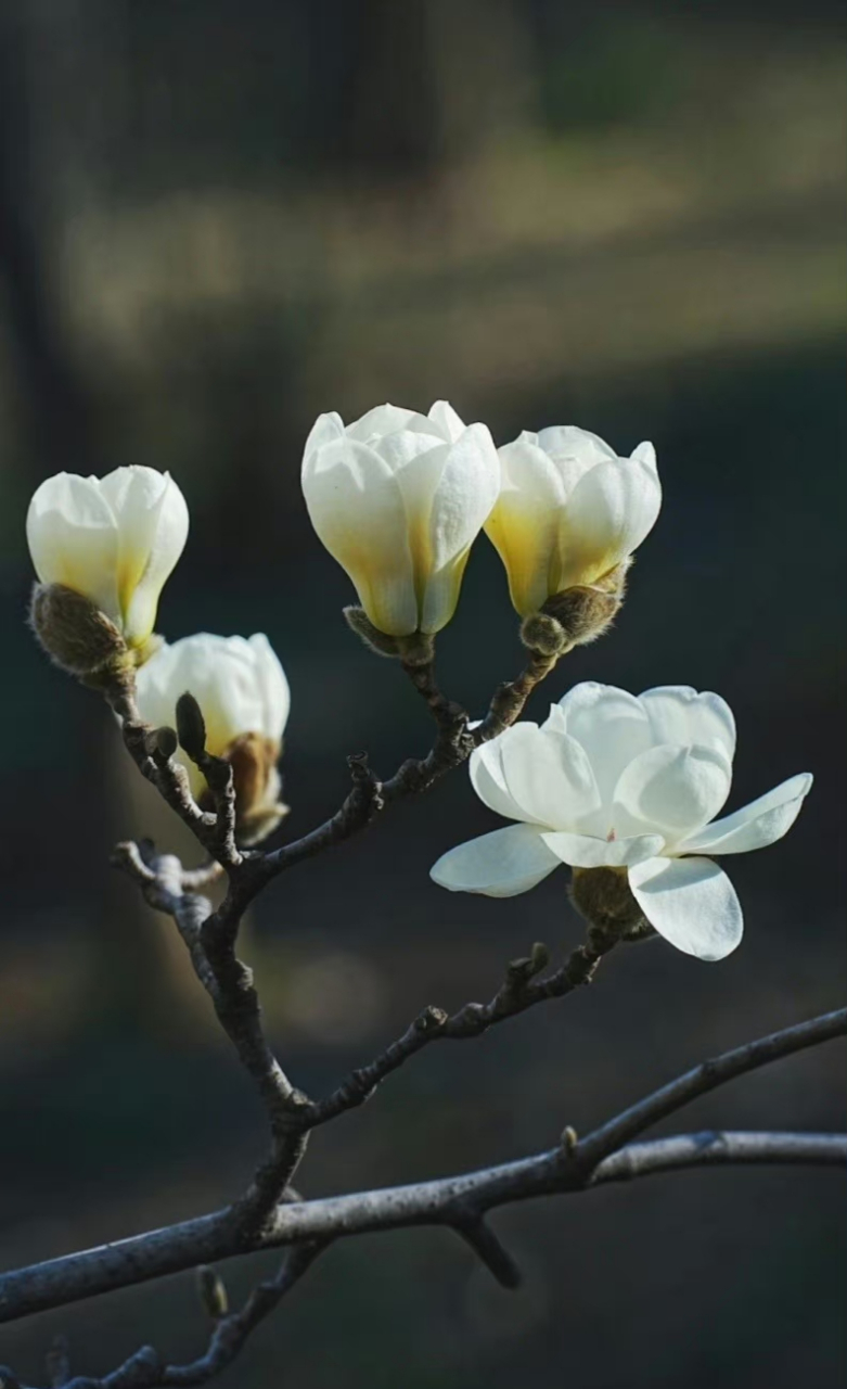 "  树上的莲花 · 玉灯玉兰 …   " 67