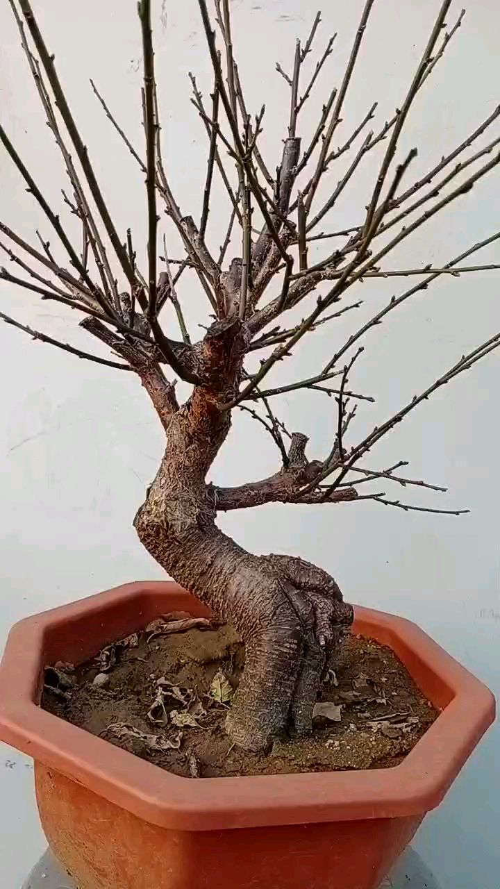 皮相骨相都美的红须朱砂梅