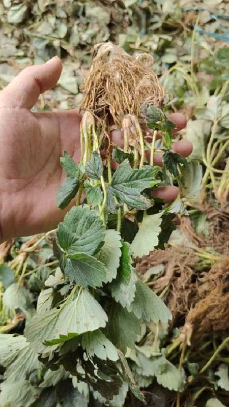 大叶红颜草莓苗冷库打冷,装车现场,根系发达好栽植-度小视