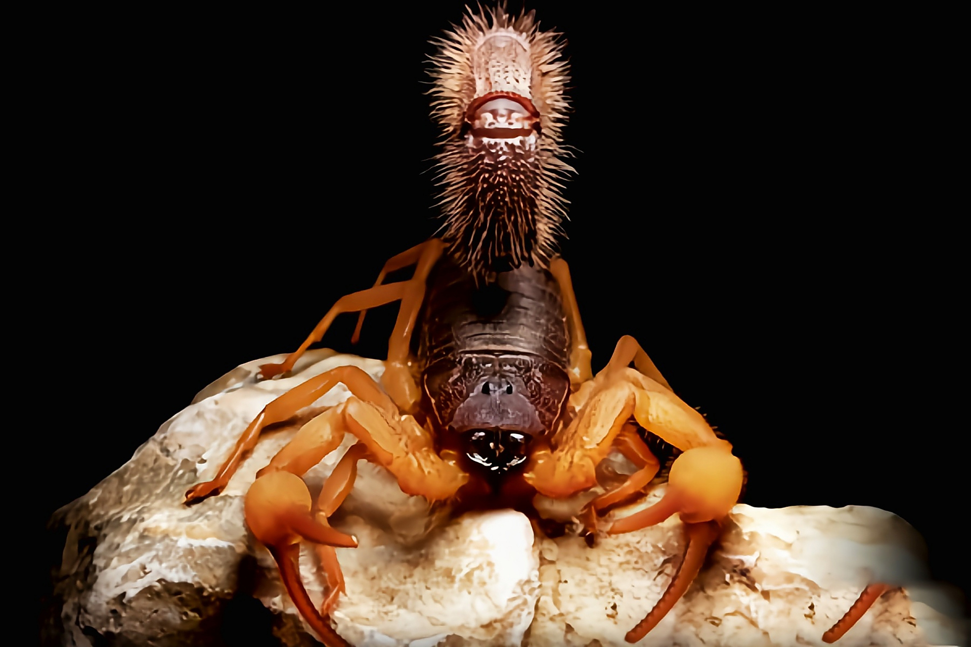 每天认识一种动物——三色绒粗尾蝎 三色绒粗尾蝎别名绒粗尾蝎,是蝎目