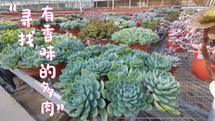 占地300亩投资近4亿的花卉种植基地见过么?边逛基地边寻香味多肉