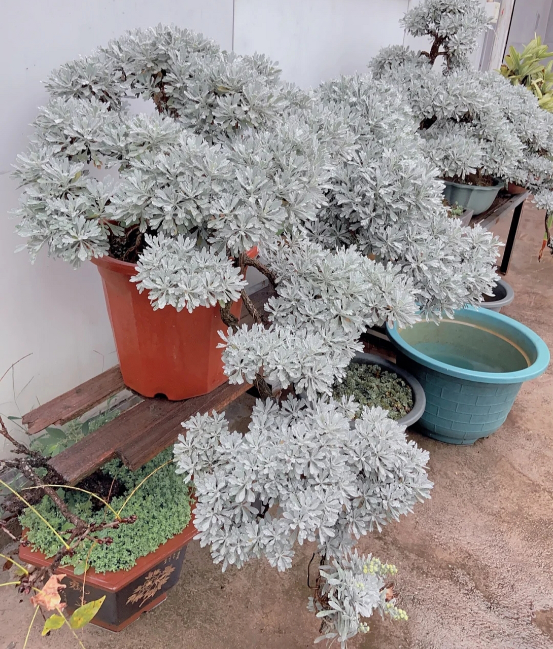 雪艾做的盆景,也可以这么漂亮.