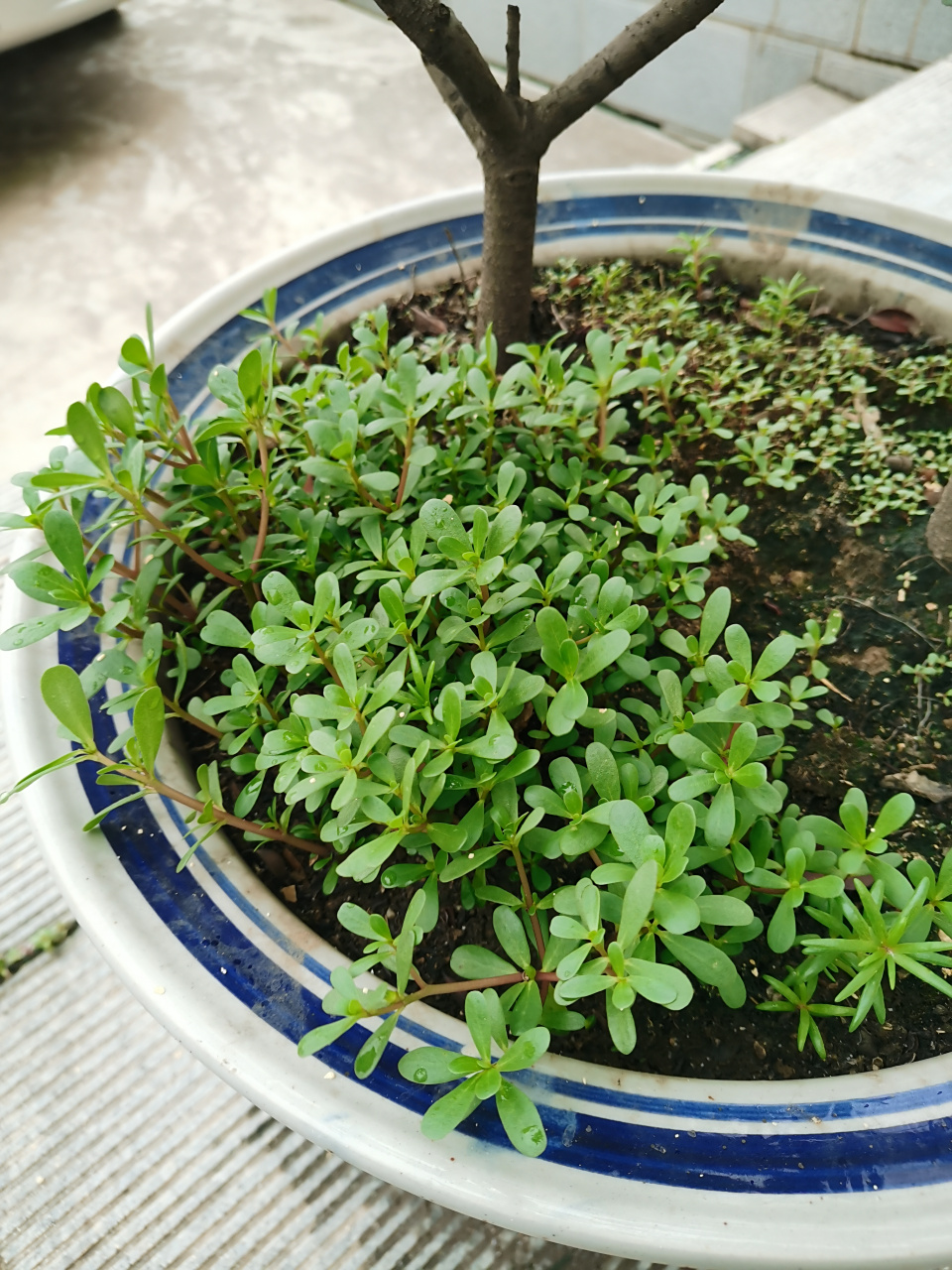 麻籽菜也就是马苋菜,是比较常见的一种野菜,它的生命力比较顽强,又被