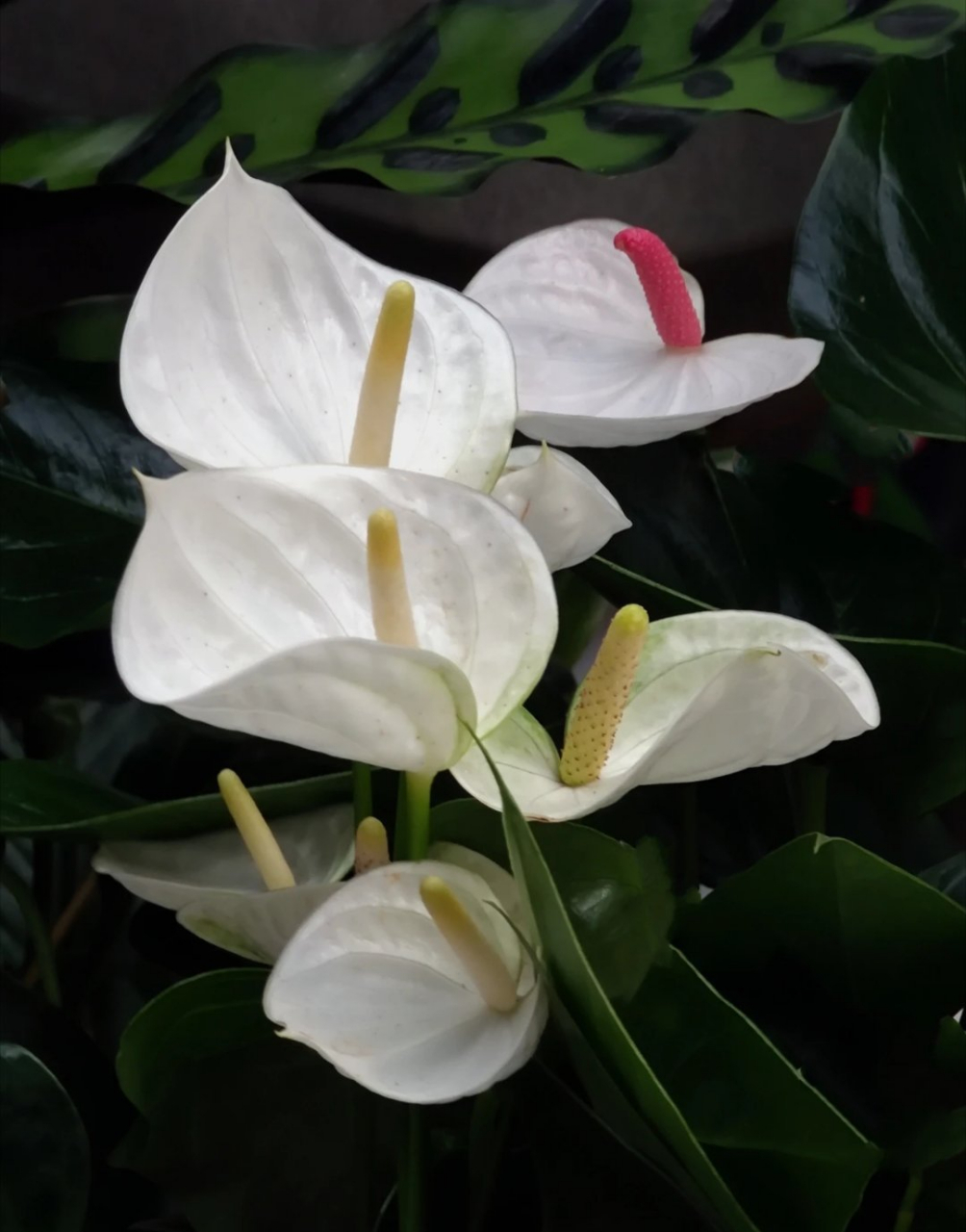 原产于热带,喜温暖,潮湿,半阳的环境.