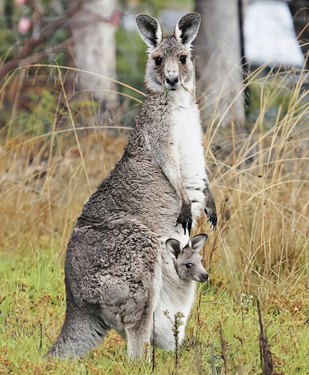 百度秋冬打卡挑战赛# 每天认识一种动物——东部灰袋鼠 东部灰袋适乔