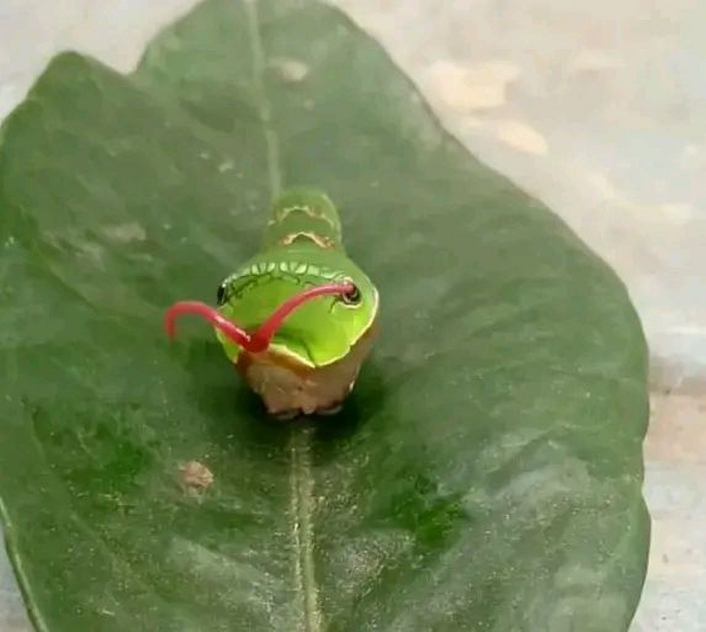 其实它是一种叫花椒凤蝶的幼虫,主要栖息在一些绿色树叶上,比如橘子