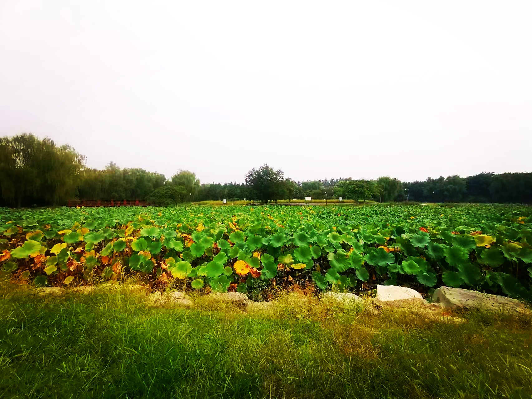 九月动态激励计划# 圆明园的濂溪乐处遗址  濂溪乐处是园中面积最大