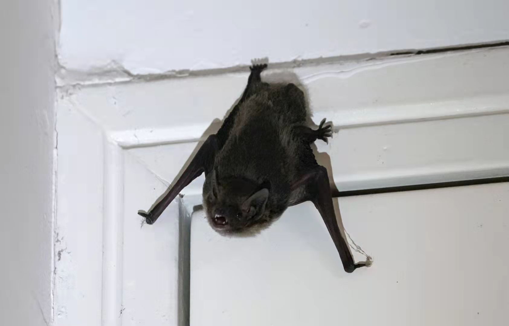 不速之客!当一只蝙蝠飞进了房间
