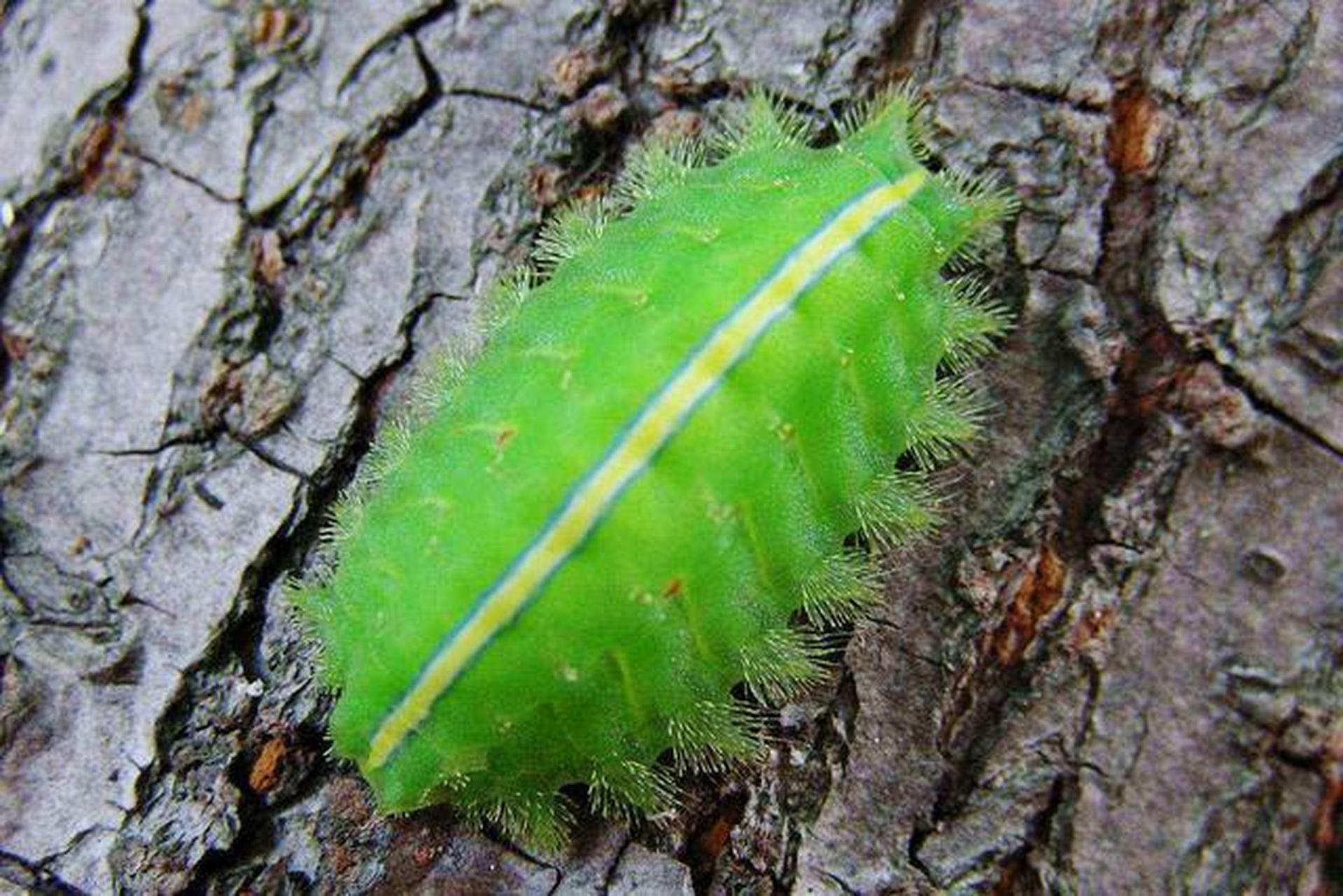 这种毛毛虫叫"洋辣子",是农业最大害虫,喜欢吃农作物!#动态创作月