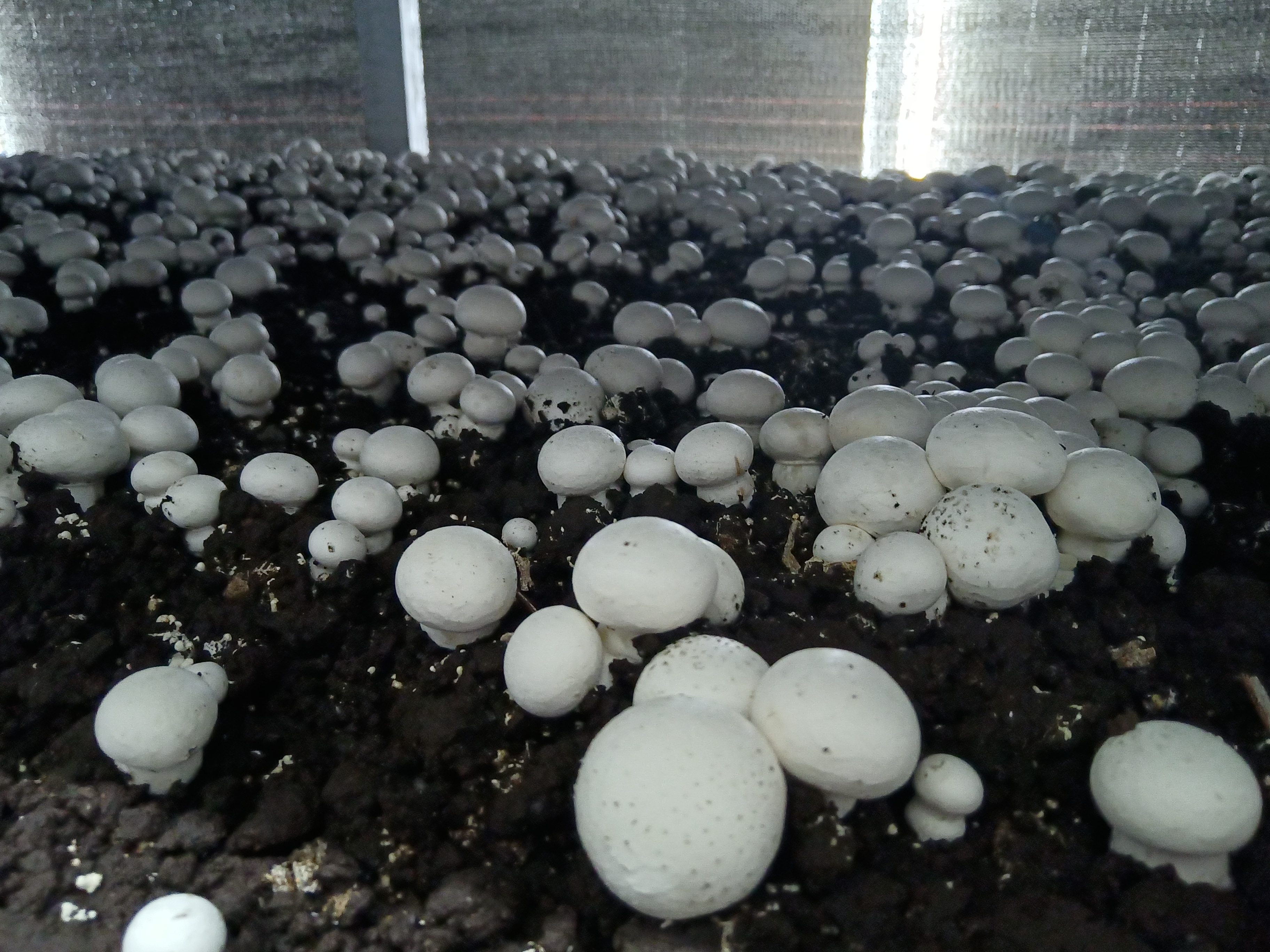 叶县绿城现代农业种植有限公司:采摘双孢菇 乡村振兴路