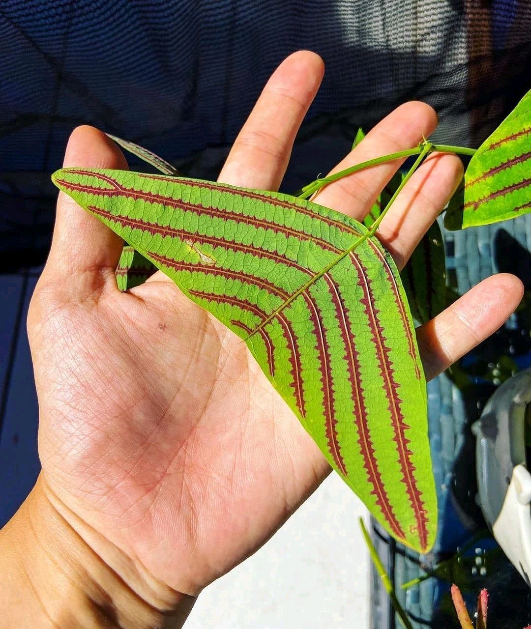 花卉介绍——铺地蝙蝠草