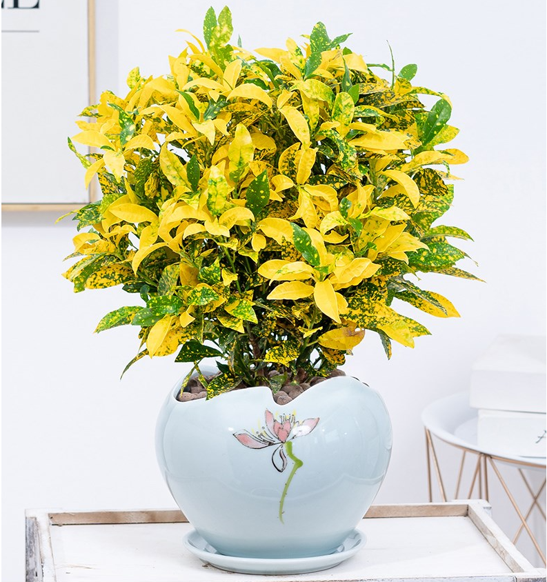 洒金榕的养殖方法和注意事项