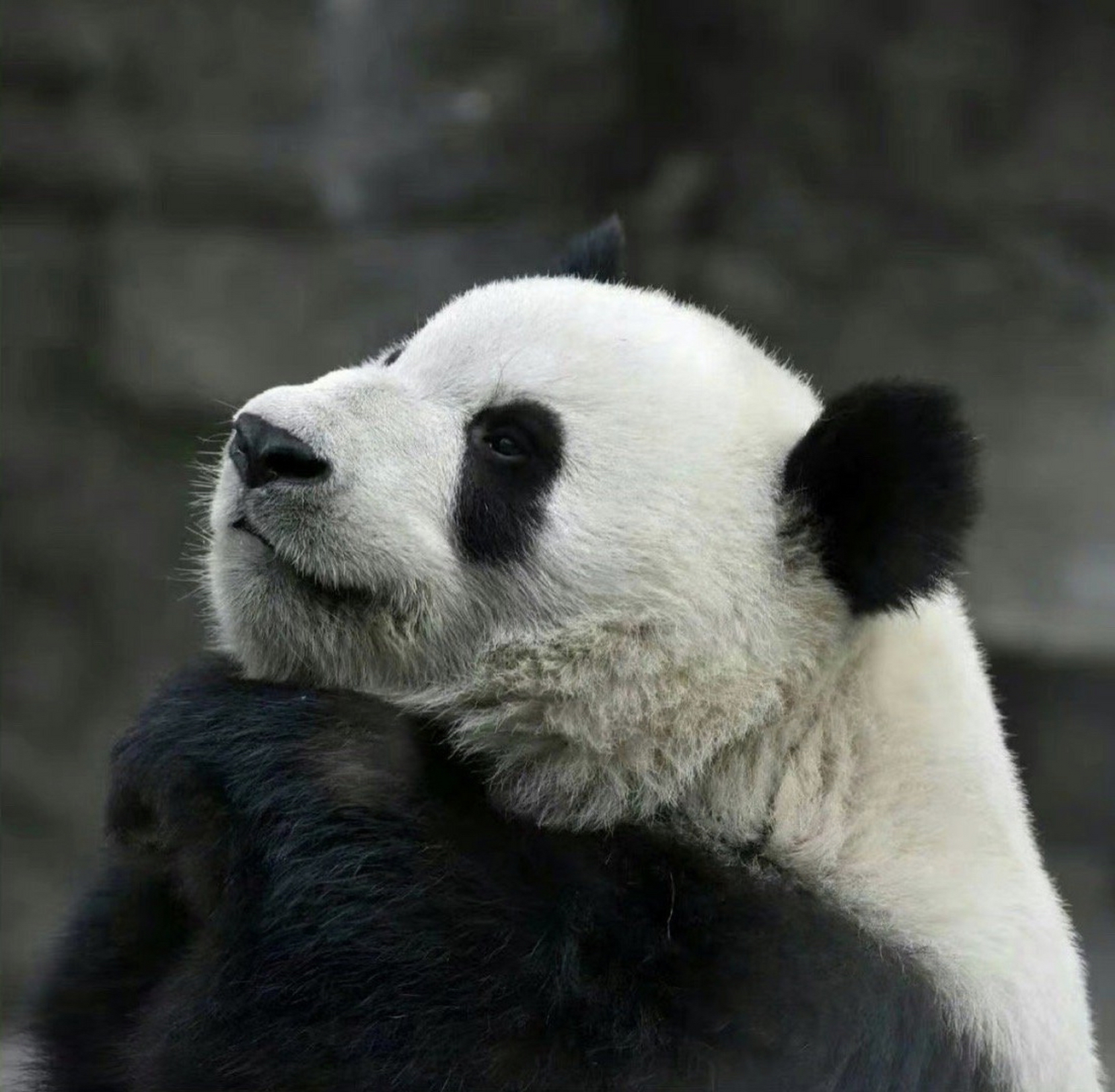 熊猫:萌兰——社畜;明天周末放假来北动看萌萌又可爱的我;萌兰给亲亲