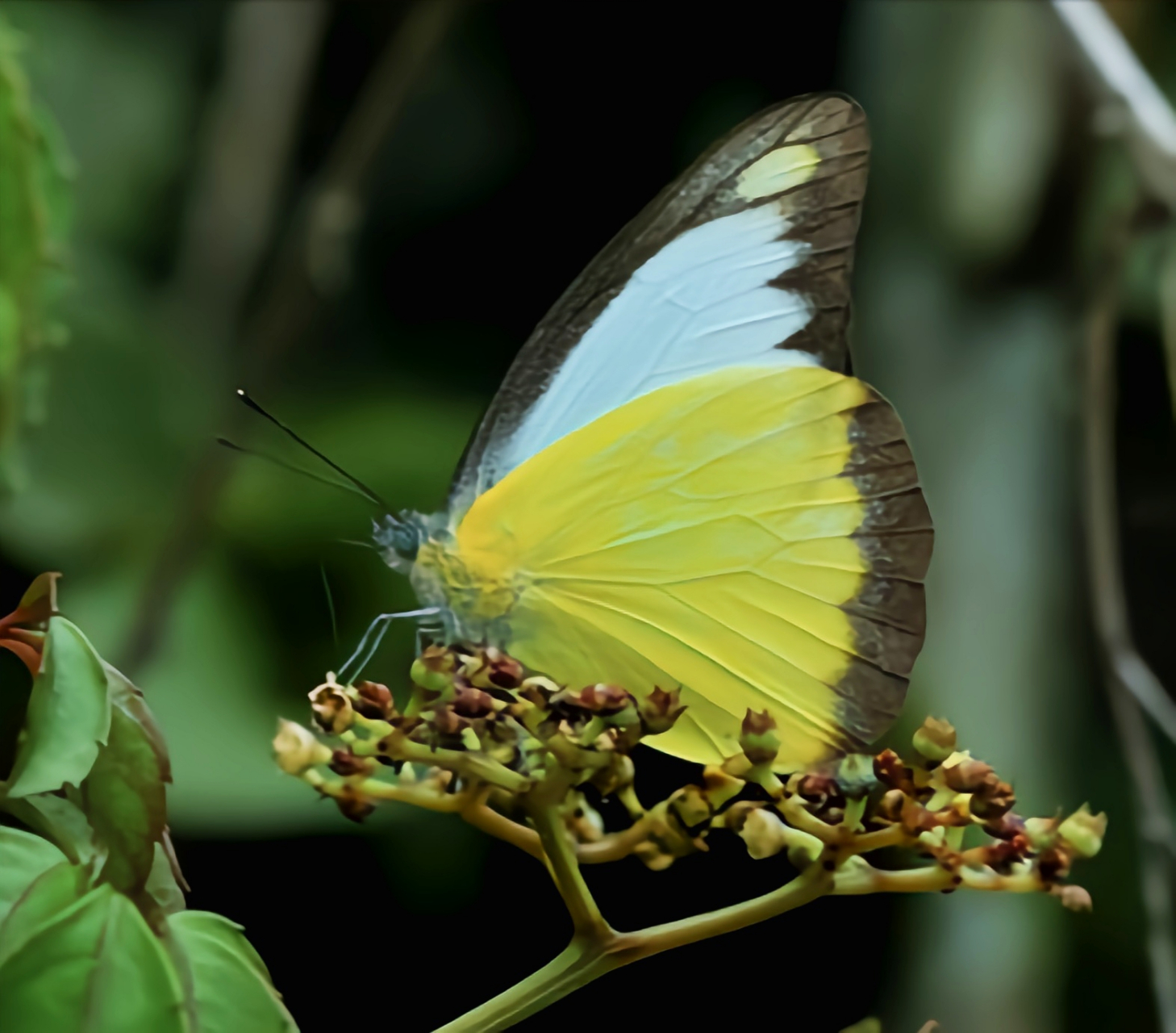 每天认识一种昆虫——灵奇尖粉蝶 灵奇尖粉蝶外形清新可爱,但它却是