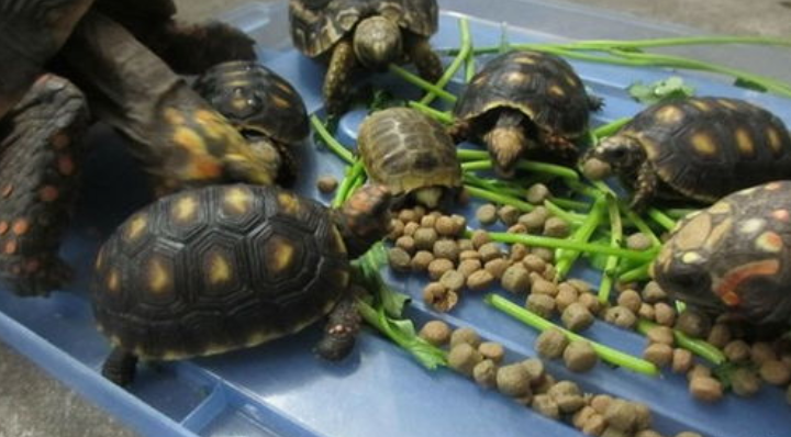 乌龟吃什么食物?