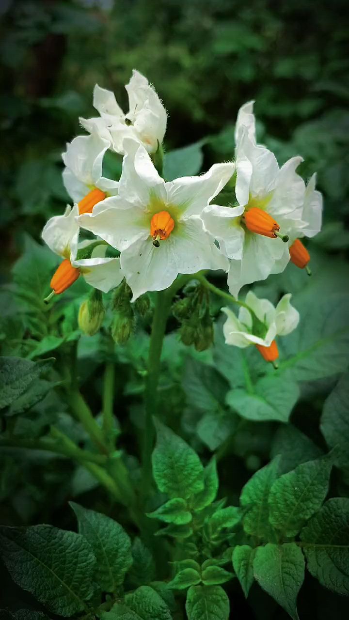 于人间烟火中,寻找一份别样的美#治愈系风景#土豆花