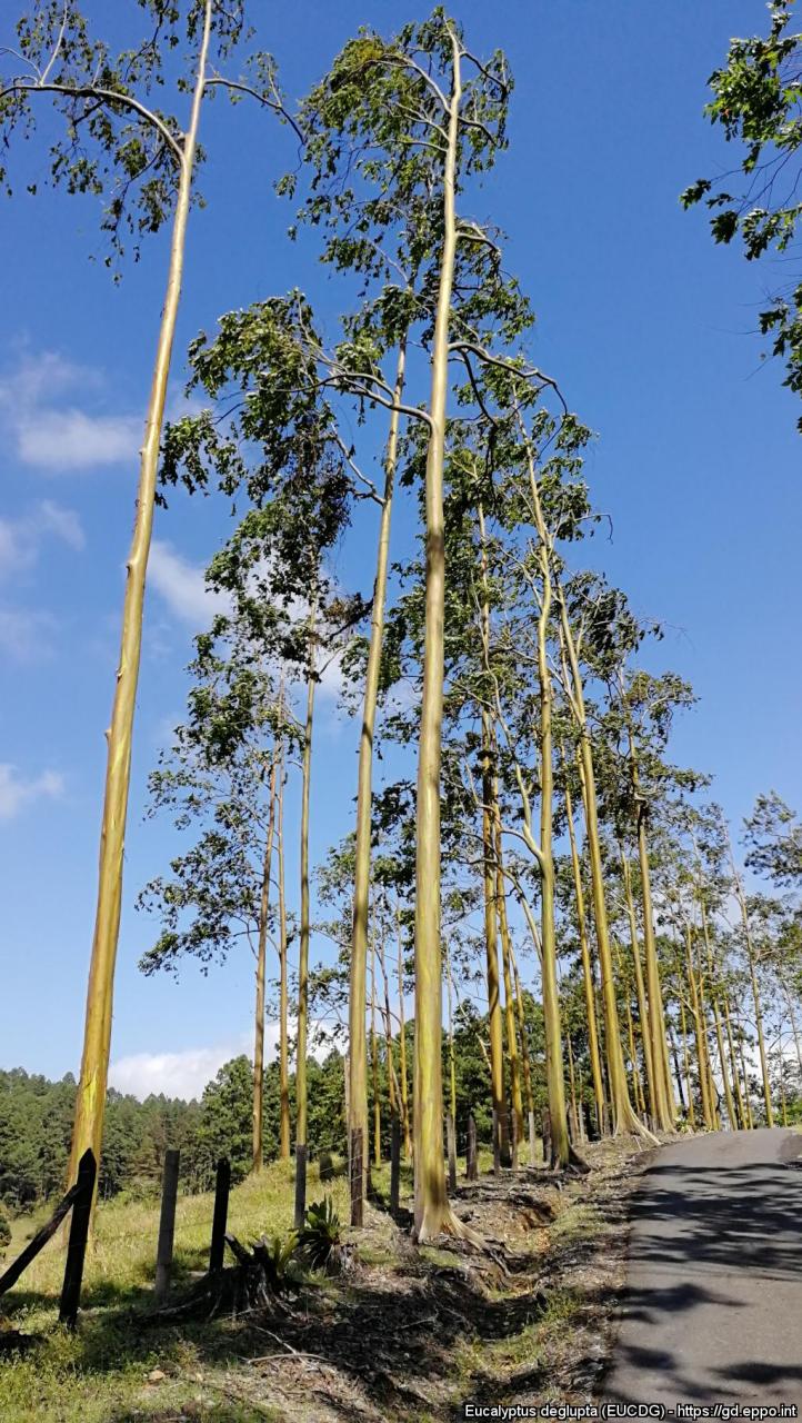 彩虹桉树——剥桉  剥桉原产地是菲律宾,巴布亚新几内亚和印度尼西亚