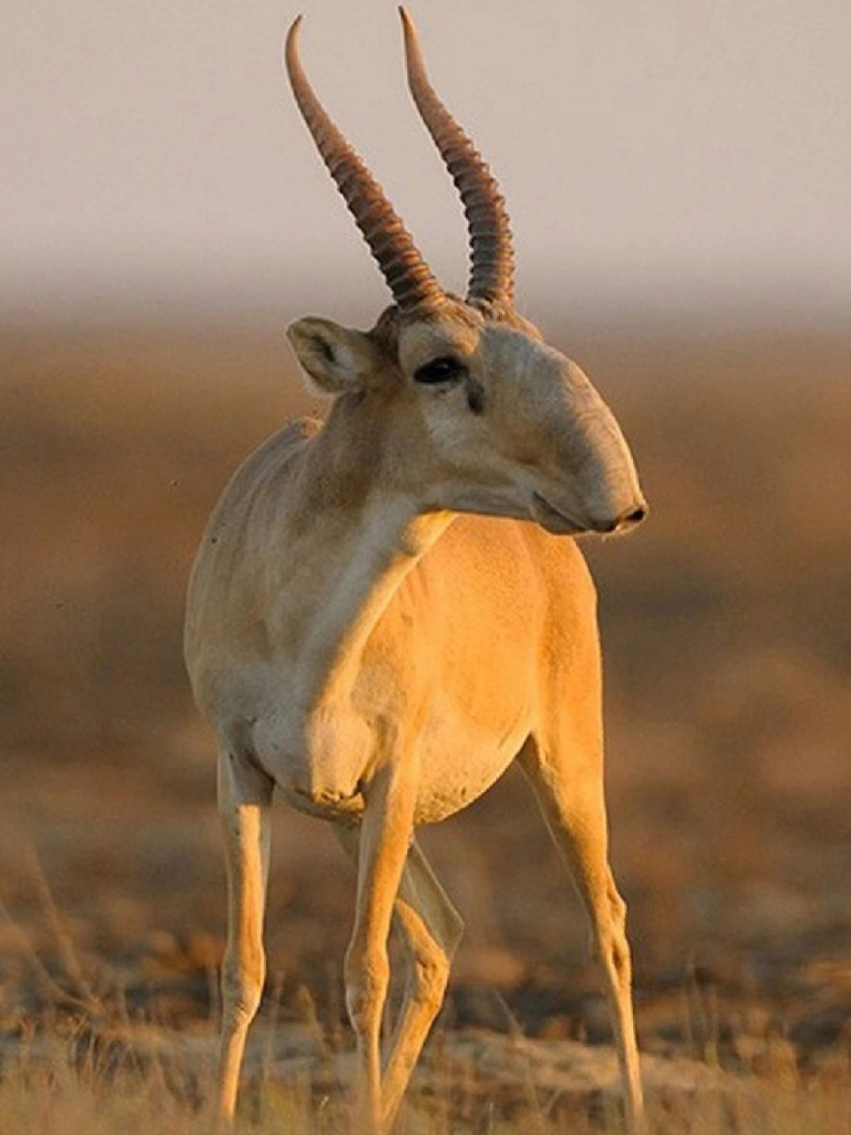 高鼻羚羊,又称赛加羚羊,赛加羚,大鼻羚羊,因吻鼻部明显延长,鼻脊中部