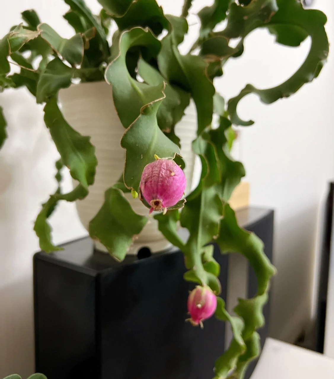 昙花开花大家都见过吧?但它结果是怎么样的,你知道吗?