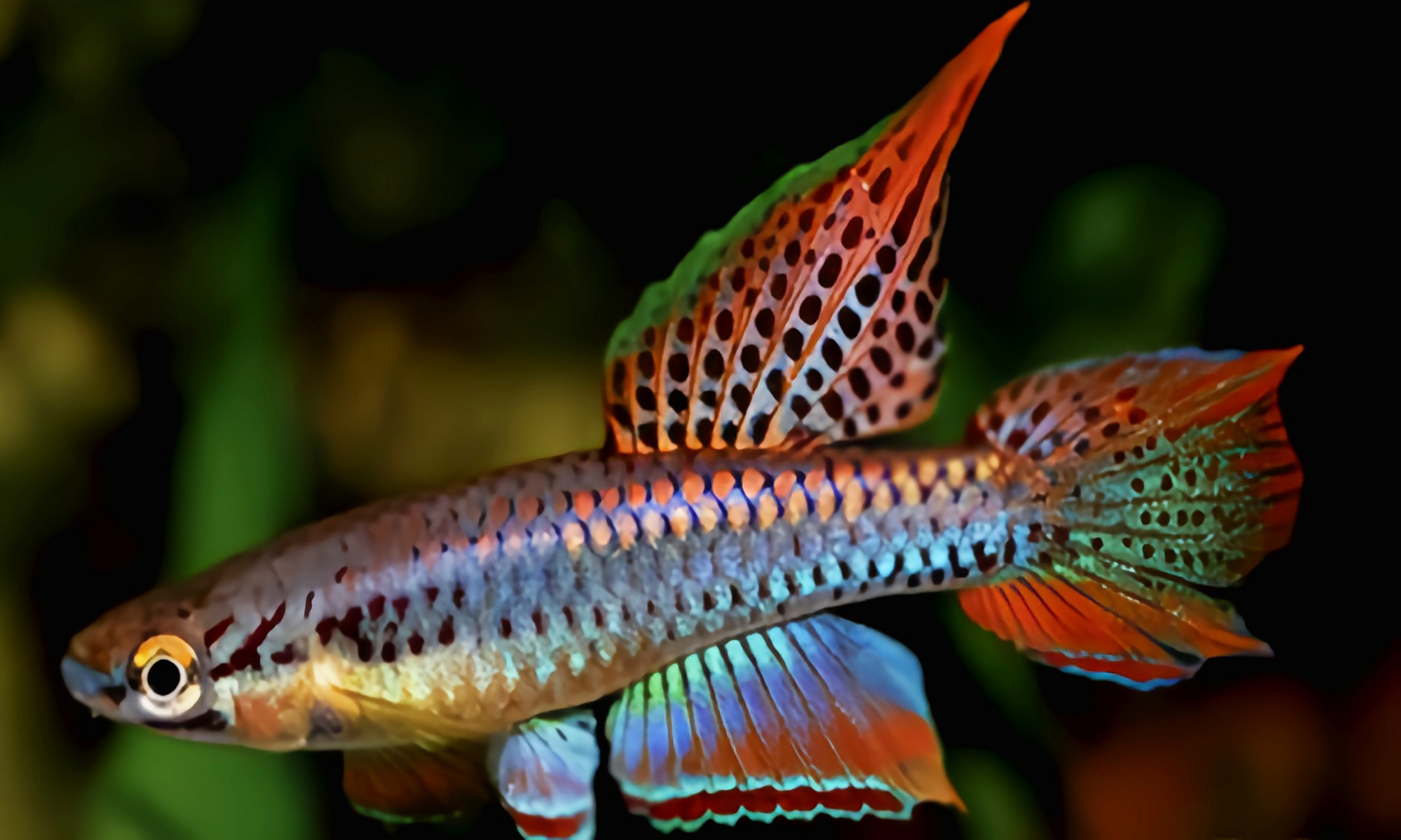 每天认识一种动物——二线琴尾鳉鱼 二线琴尾鳉鱼