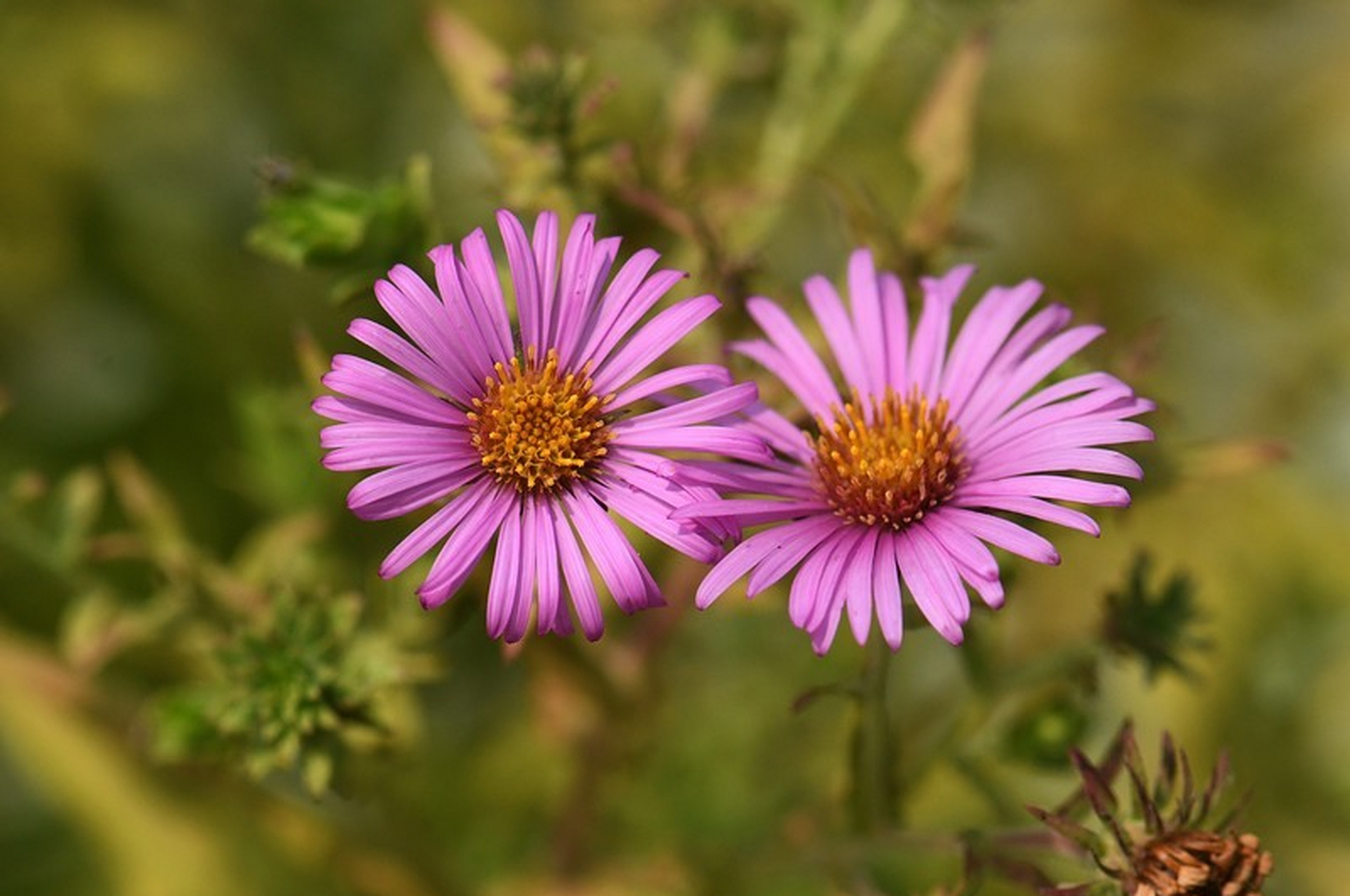 菊科联毛紫菀属.摄于山东东营.