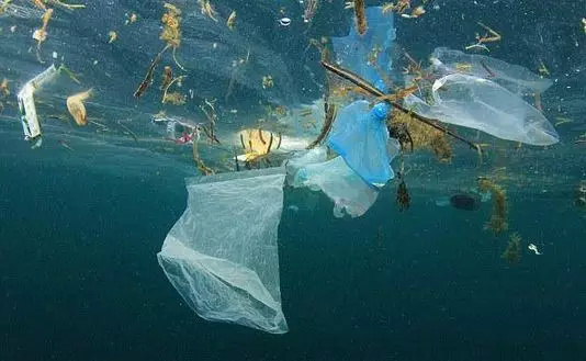 塑料是海洋主要污染之一,研究发现水母黏液可去除