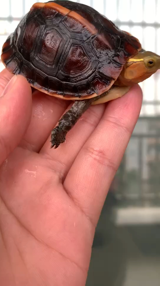 黄缘龟安徽原种安缘小亚体,1.5两左右是非常好养的规格-度小视