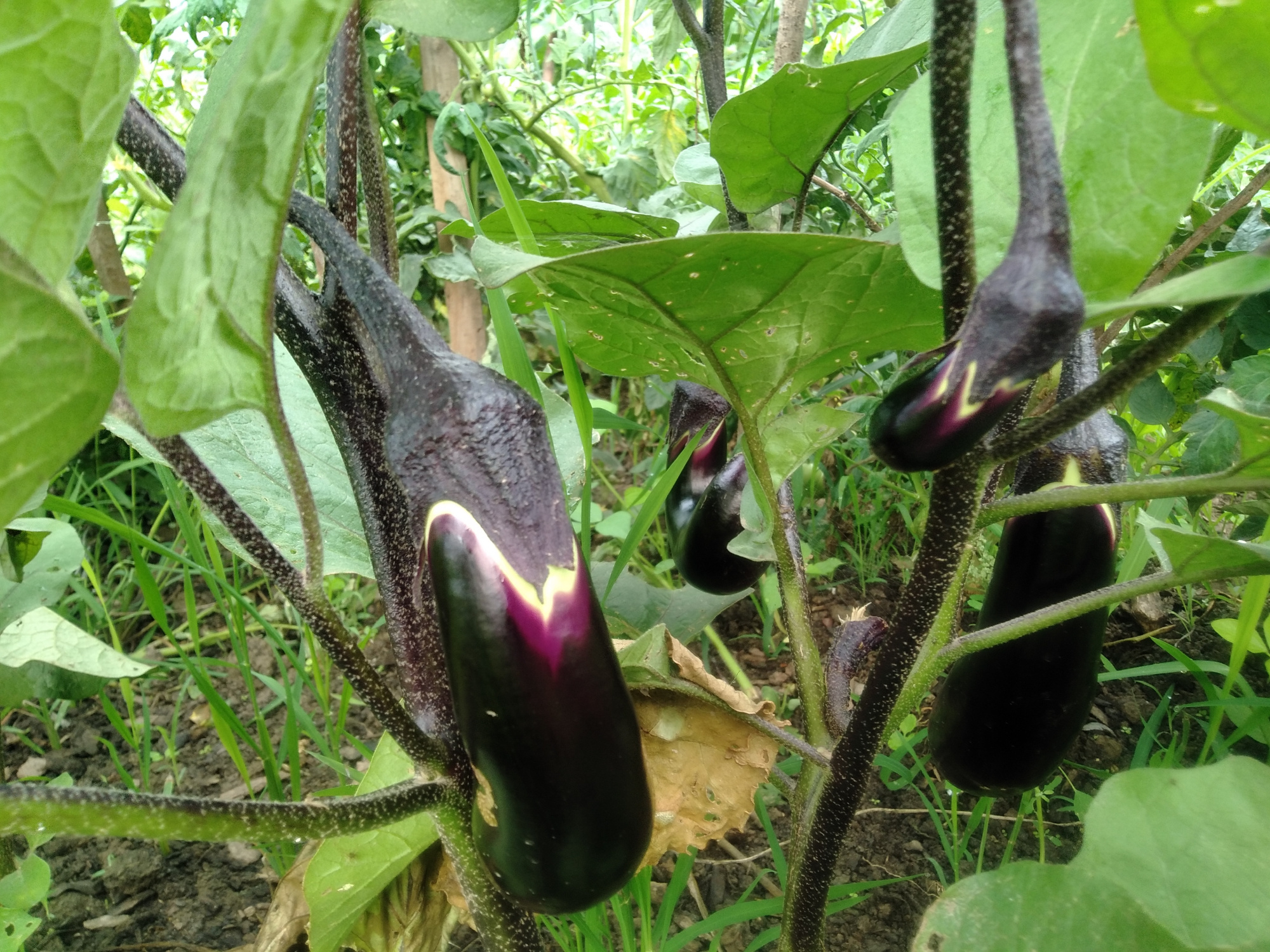 茄子是普通的植物,它的果实却是人们喜爱的蔬菜,营养还丰富