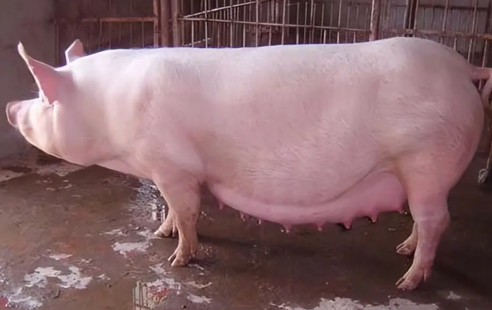 荷兰猪怀孕症状图片