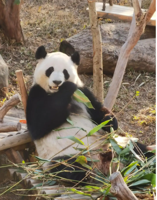 "丫丫"顺利归国!旅美大熊猫返回中国