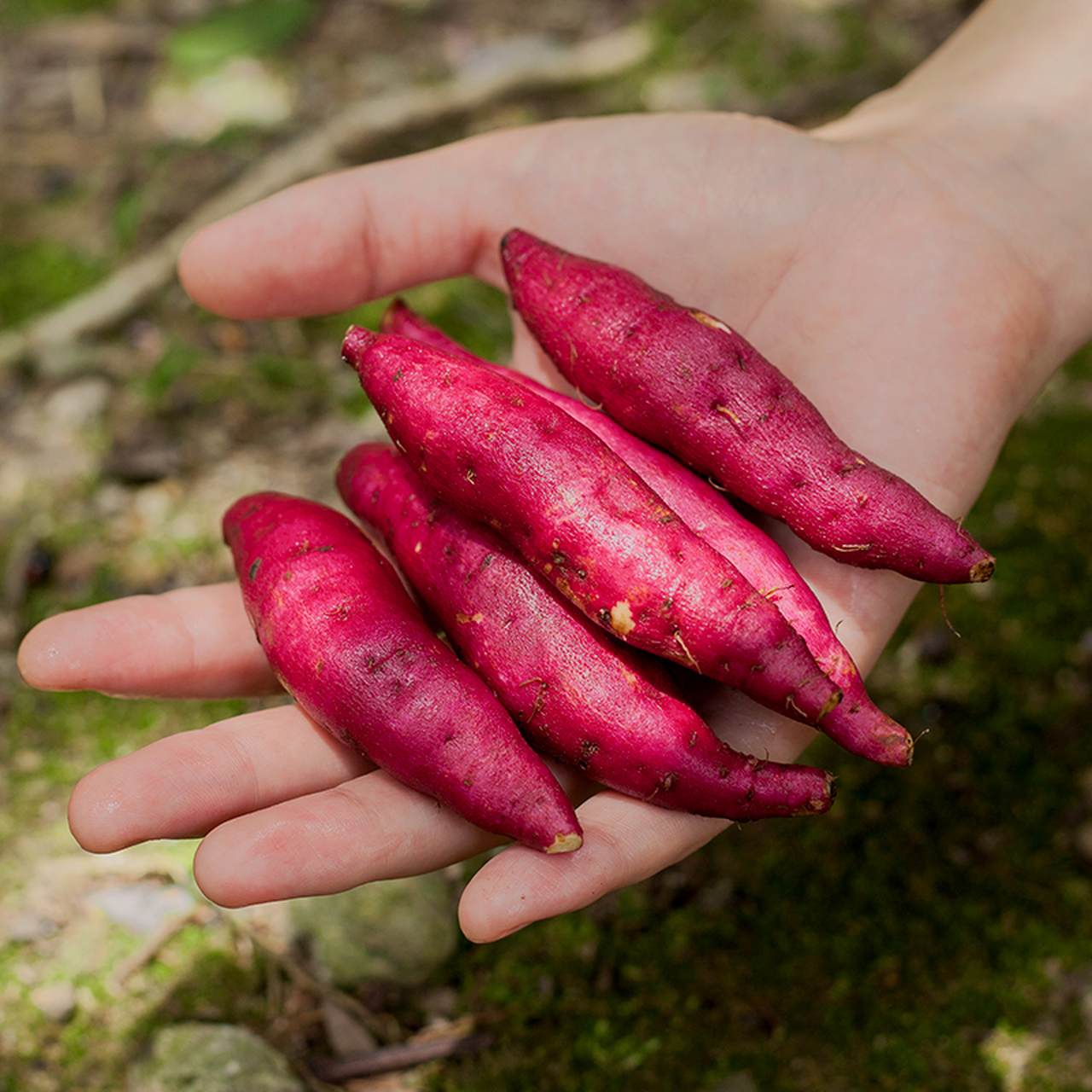 天目山小香薯非常好吃  临安天目山出产的小香薯,是一种小巧玲珑的