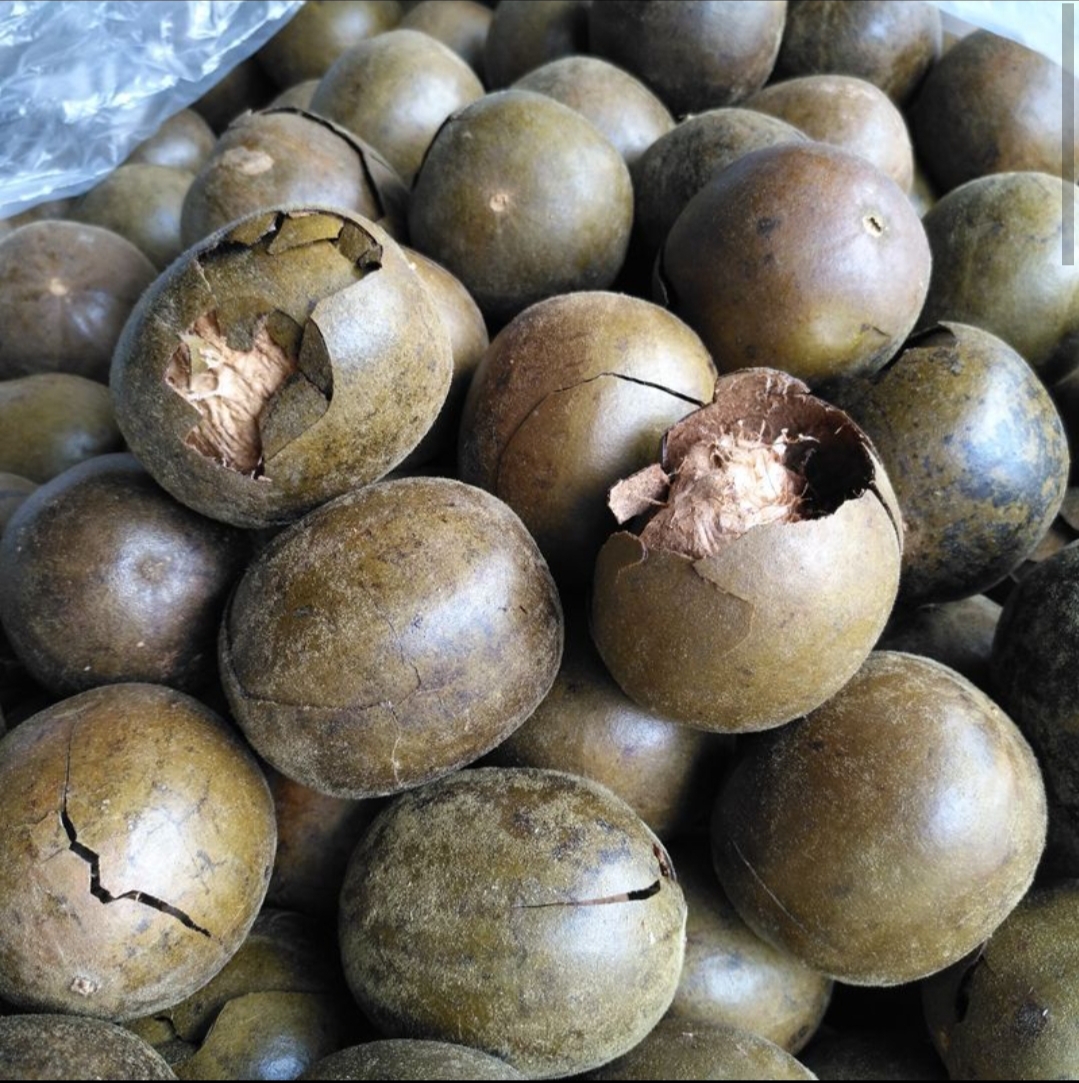 罗汉果 别名:拉汗果,假苦瓜,光果木鳖