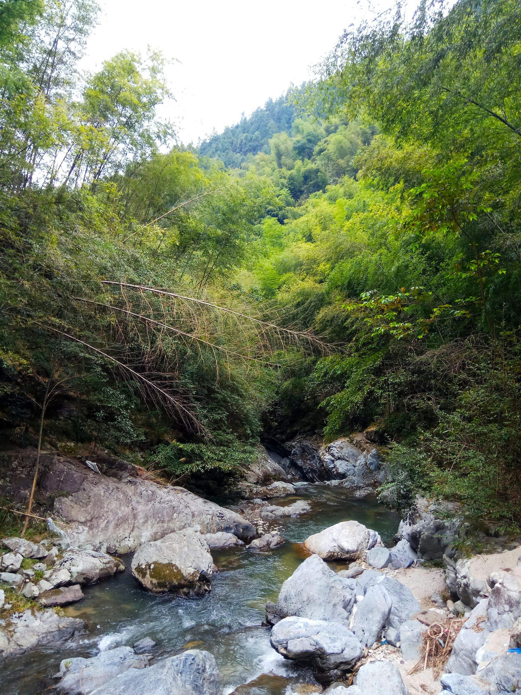我们村有几个人结伴去大深山上抽野笋子