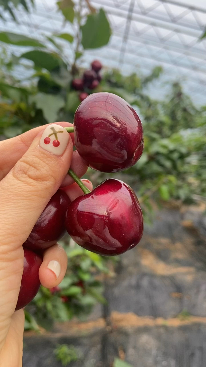 蜜露樱桃苗价格哪里有蜜露樱桃苗蜜露樱桃苗多少钱一棵蜜露樱桃树苗