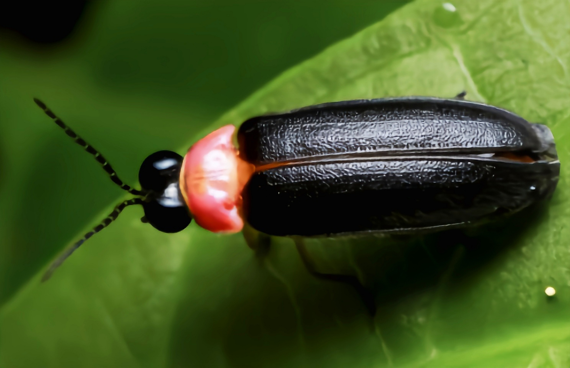 每天认识一种昆虫——红胸黑翅萤 红胸黑翅萤是鞘翅目,萤科,熠萤属