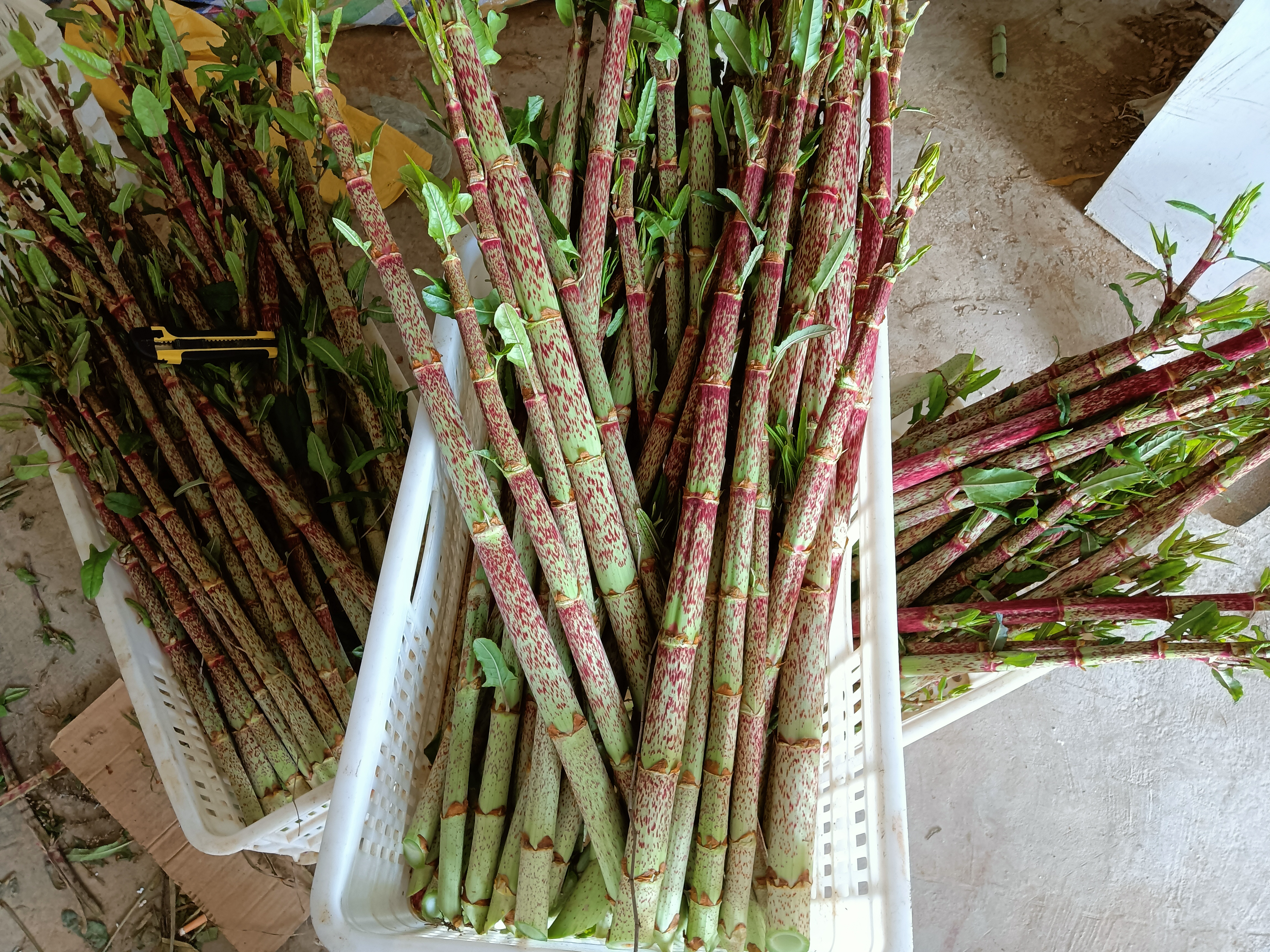 花斑竹笋又大又红的花斑竹笋