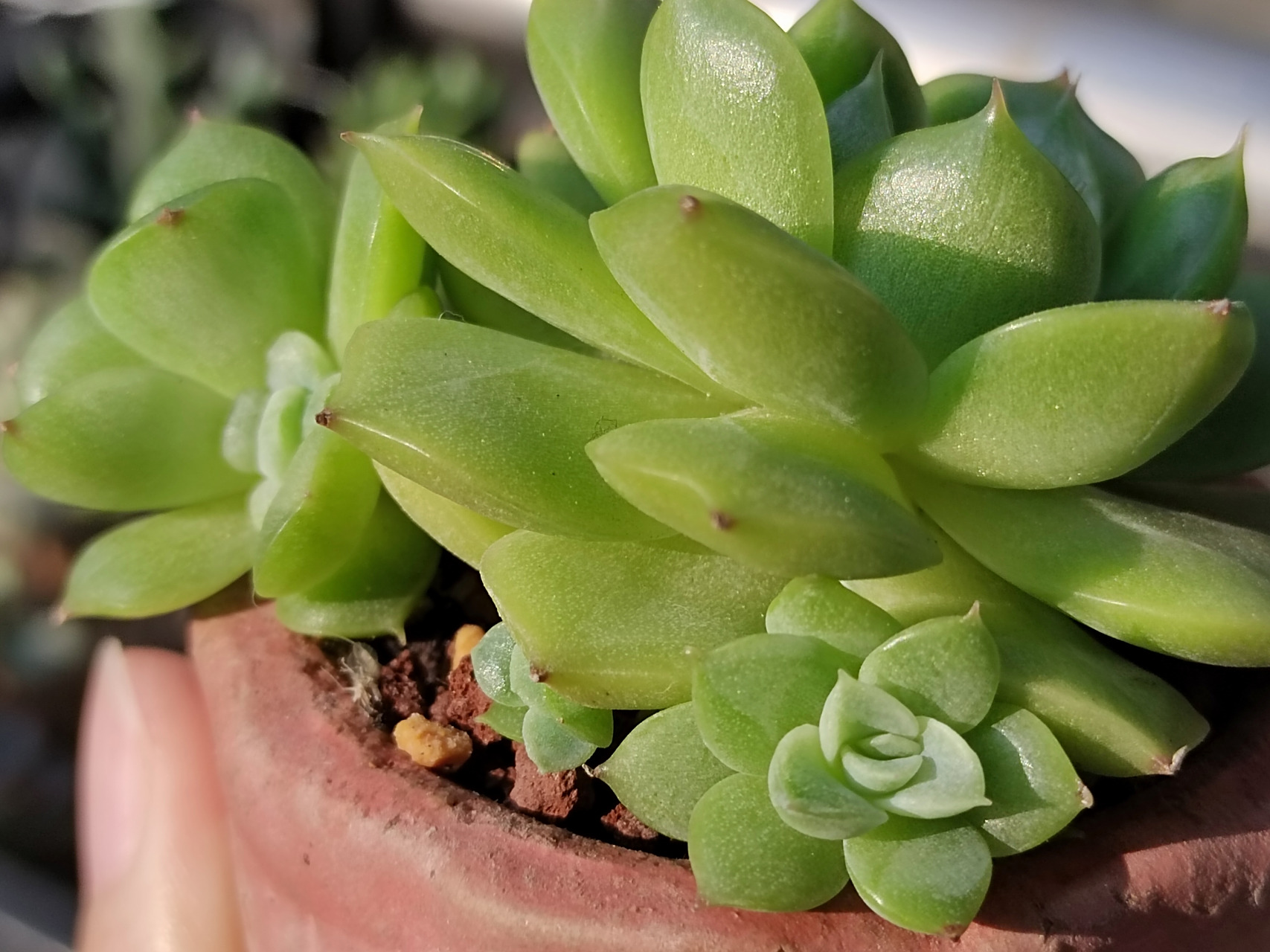 来一波绿菜麦杆#多肉植物