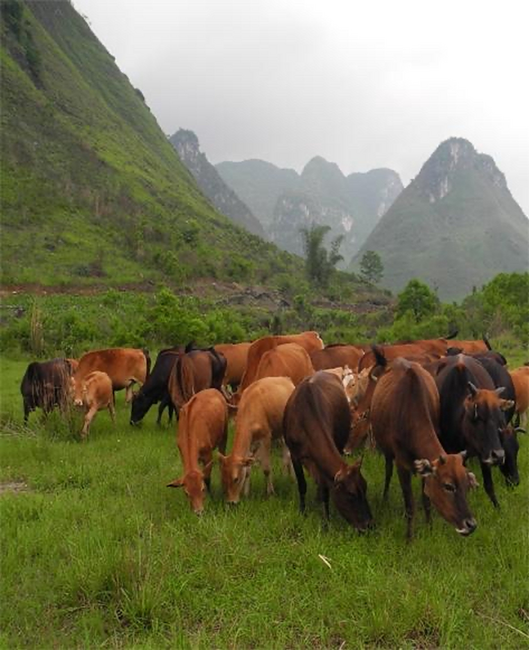 环江香牛具有适应当地的气候环境,抗血液虫病,宜牧等优良特性,其营养