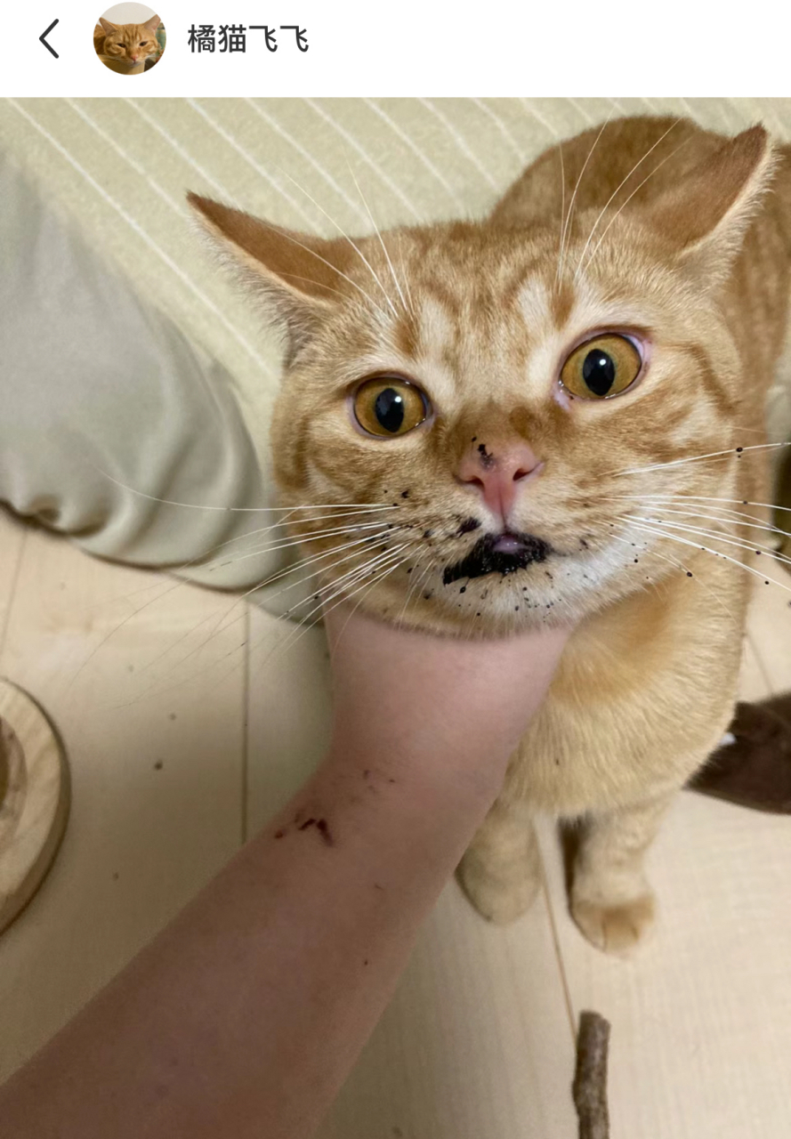 出了个门回家以为小猫咪要噶了,吐黑水了,结果是它