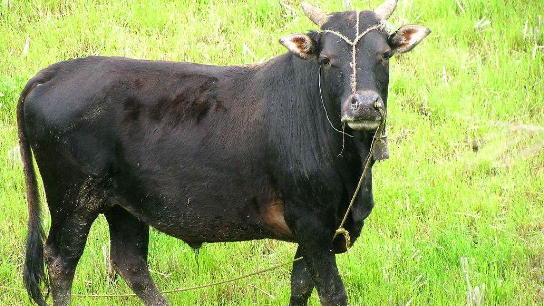 「庖丁解牛图」带你认识牛肉的各个部位!想知道牛各部位怎么烹饪