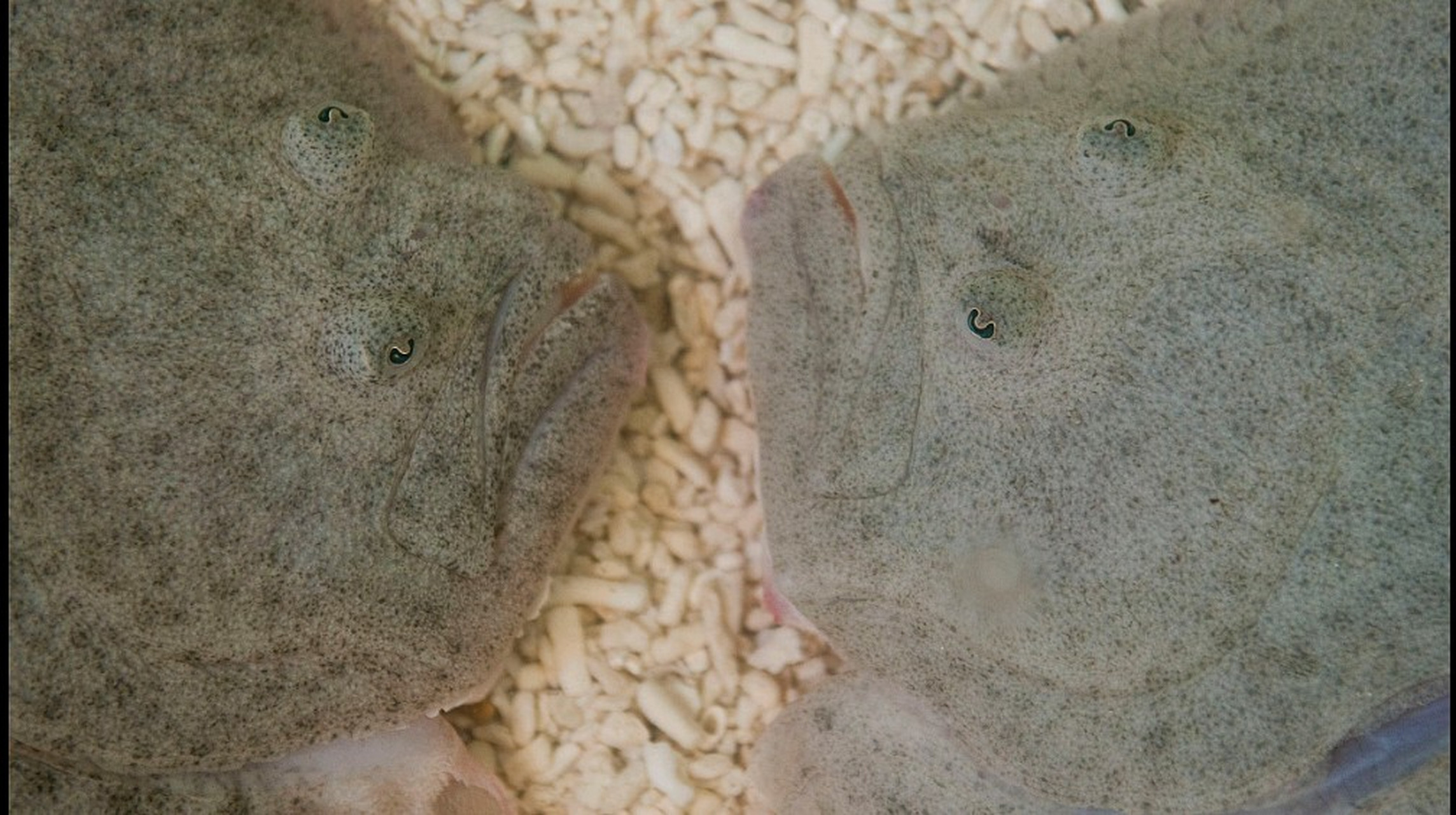 比目鱼 小知识  比目鱼的双眼不是天生长在同一侧.