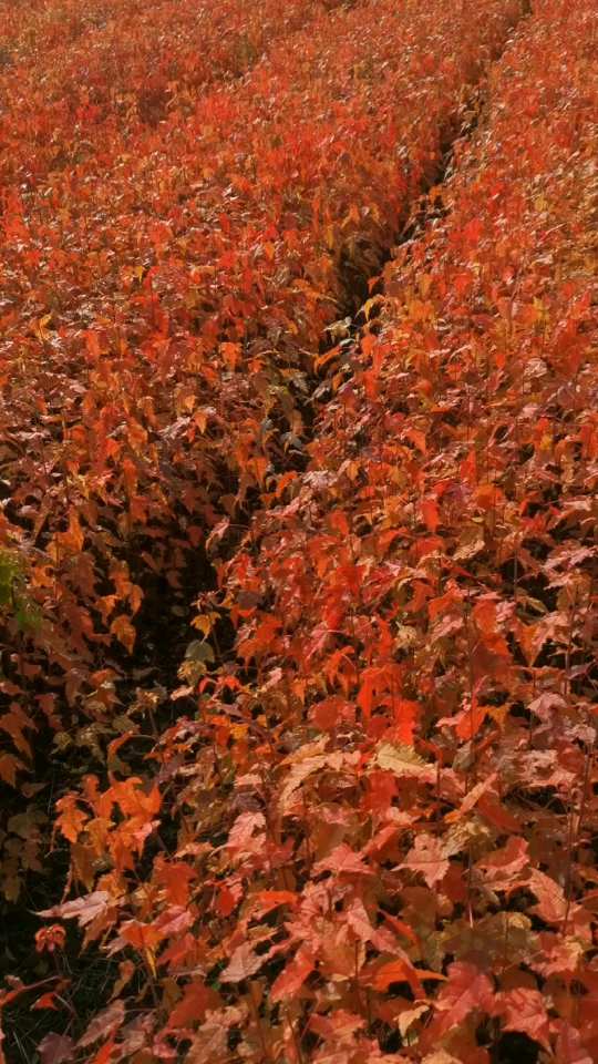 茶条槭 三角枫小苗 彩色花灌木 东北乡土树种-开原市老郑苗圃-度小视